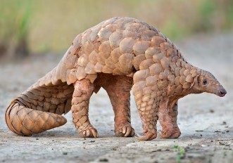 សត្វពង្រូលដី